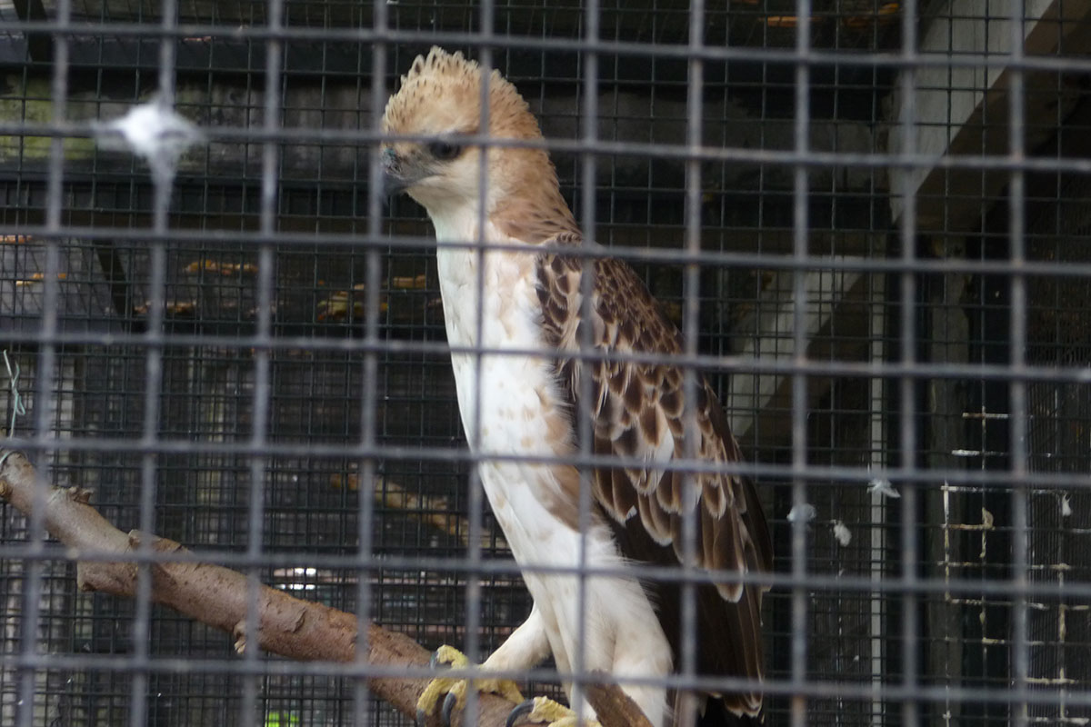 Hawk eagle