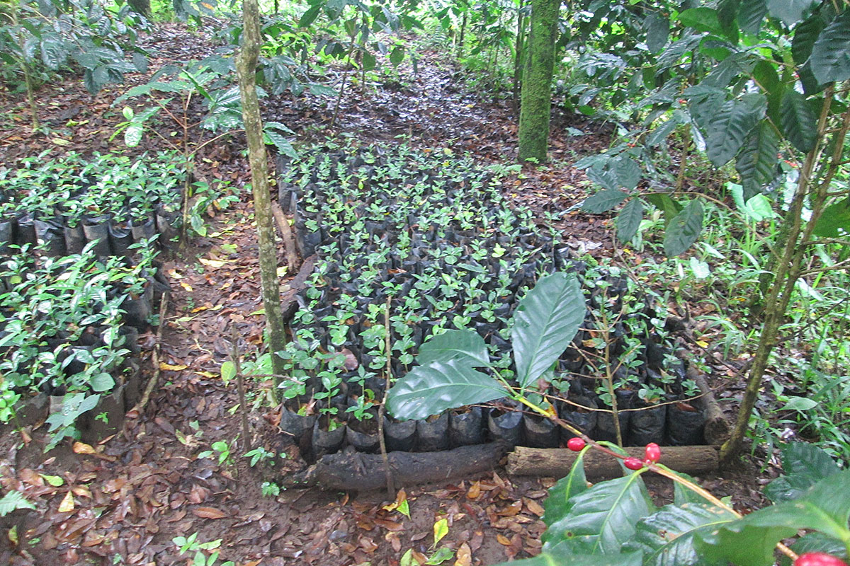 Coffee seedlings