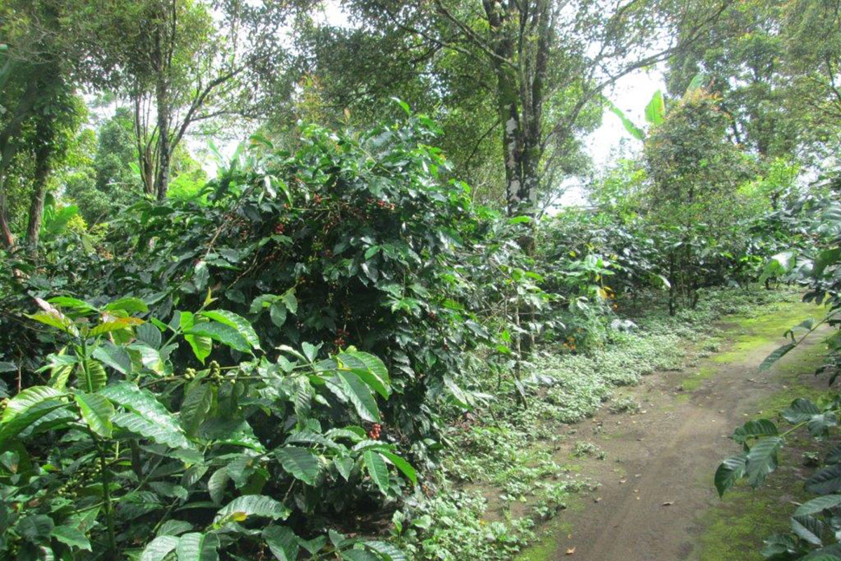 Coffee plantation